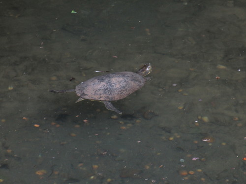 Trachemys venusta