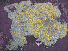 Azorella trifurcata