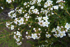 Escallonia virgata