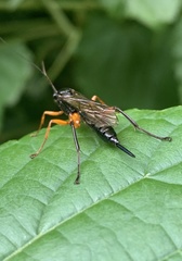 Pimpla pedalis