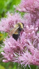 Bombus affinis