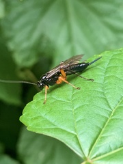 Pimpla pedalis