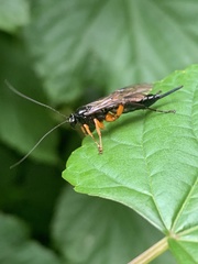 Pimpla pedalis