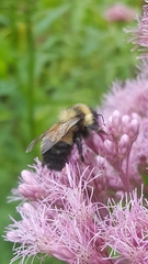Bombus affinis
