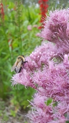 Bombus affinis