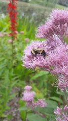 Bombus affinis