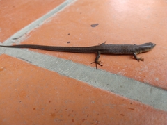 Macropholidus annectens