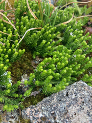 Diphasiastrum alpinum