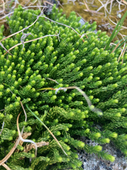 Diphasiastrum alpinum