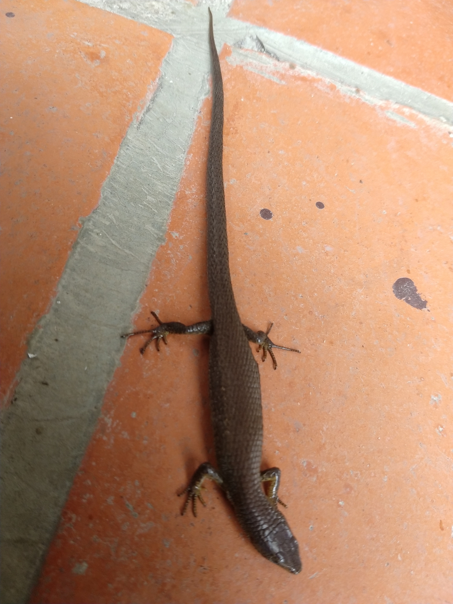 Gymnophthalmidae image