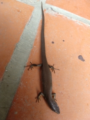 Macropholidus annectens