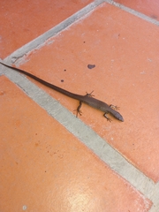 Macropholidus annectens