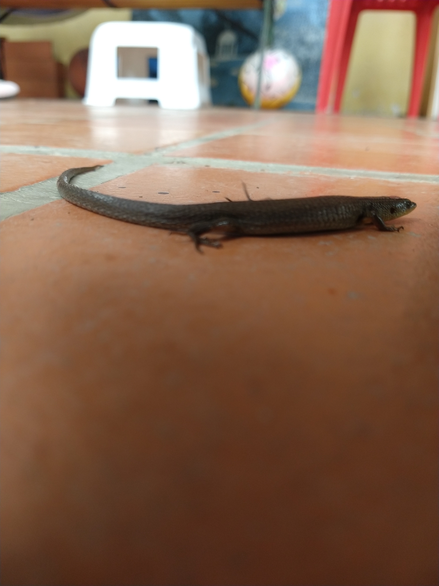 Macropholidus annectens image