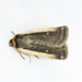 Pale-edged Dart - Photo (c) Jim Johnson, some rights reserved (CC BY-NC-ND), uploaded by Jim Johnson