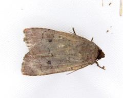 Protolampra rufipectus