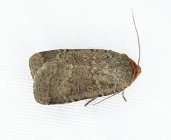 Abagrotis duanca