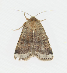 Abagrotis scopeops
