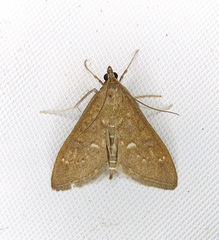 Mecyna mustelinalis