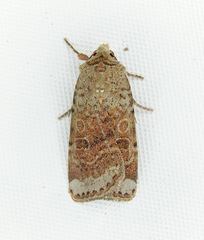 Abagrotis scopeops