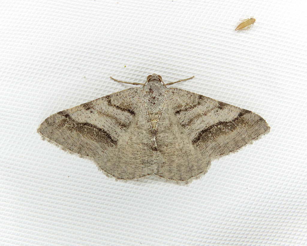 Digrammia modocata