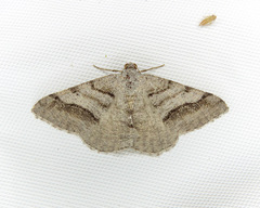 Digrammia modocata