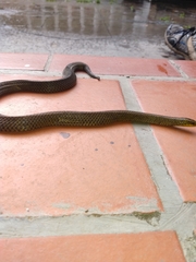 Atractus carrioni
