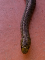 Atractus carrioni