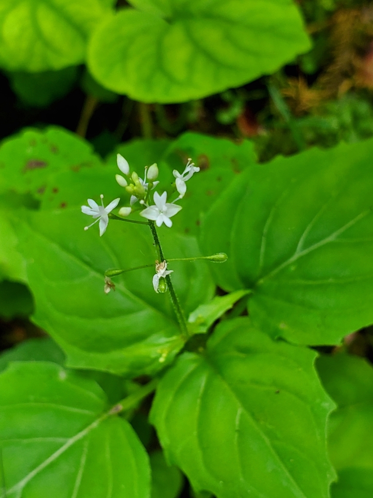 Alpine Enchanter's-nightshade from Little Bullhead, MB R0C 1V0, Canada ...