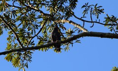 Buteogallus schistaceus