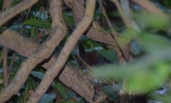 Myrmophylax atrothorax