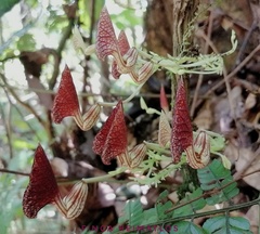 Aristolochia peruviana