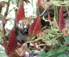 Aristolochia peruviana