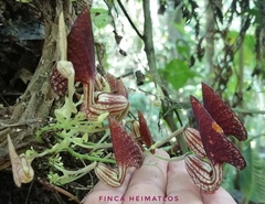 Aristolochia peruviana
