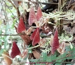 Aristolochia peruviana