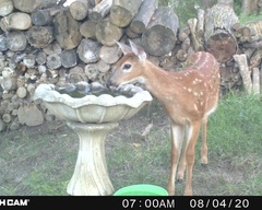 Odocoileus virginianus