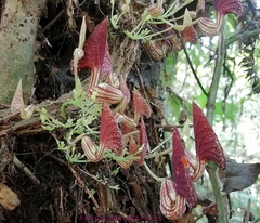 Aristolochia peruviana