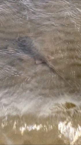 Atlantic Stingray photographed in Mississippi