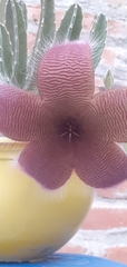 Stapelia grandiflora