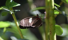 Heliconius wallacei