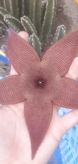 Stapelia grandiflora