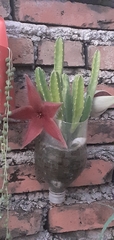 Stapelia grandiflora