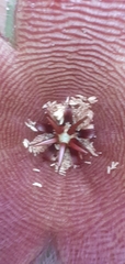Stapelia grandiflora