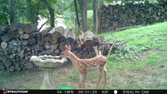 Odocoileus virginianus