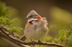 Zonotrichia capensis australis