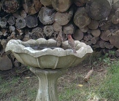 Haemorhous mexicanus