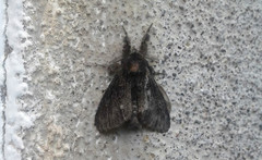 Dasychira grisefacta