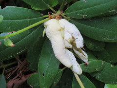 Exobasidium rhododendri
