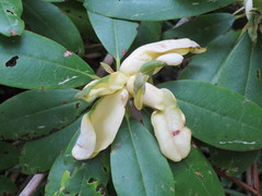 Exobasidium rhododendri
