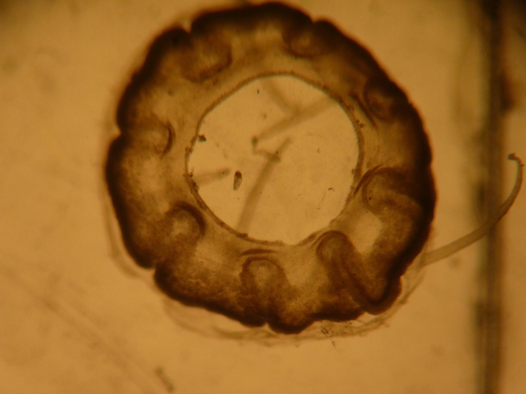 Cunina octonaria
