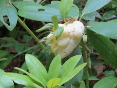 Exobasidium rhododendri